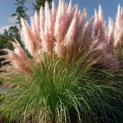Plant in a Box Pampasgras - Set van 3 - Cortaderia selloana - Hoogte 25-40cm - ⌀9cm Hot