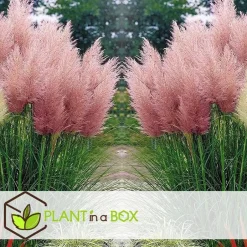 Plant in a Box Pampasgras - Set van 3 - Cortaderia selloana - Hoogte 25-40cm - ⌀9cm Hot