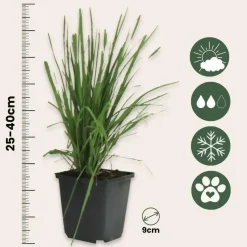 Plant in a Box Pampasgras - Set van 3 - Cortaderia selloana - Hoogte 25-40cm - ⌀9cm Hot