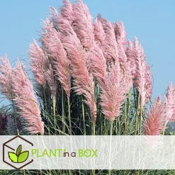 Plant in a Box Pampasgras - Set van 6 - Cortaderia selloana - Hoogte 25-40cm - ⌀9cm Hot