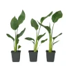 Plant in a Box Paradijsvogelbloem - Set van 3 - Strelitzia reginea - Hoogte 25-40cm - ⌀9cm Online