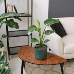 Plant in a Box Paradijsvogelbloem - Set van 3 - Strelitzia reginea - Hoogte 25-40cm - ⌀9cm Online