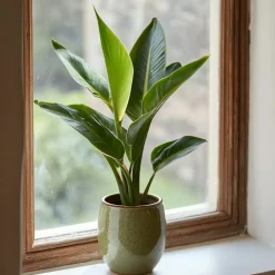 Plant in a Box Paradijsvogelbloem - Set van 3 - Strelitzia reginea - Hoogte 25-40cm - ⌀9cm Online