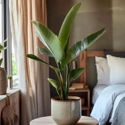 Plant in a Box Paradijsvogelbloem - Set van 3 - Strelitzia reginea - Hoogte 25-40cm - ⌀9cm Online