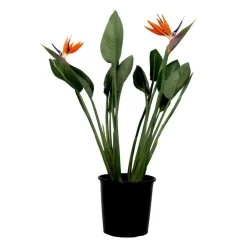 Plant in a Box Paradijsvogelbloem - Strelitzia reginae - met bloemen - Hoogte 70-100cm - Ø19cm Best