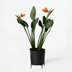 Plant in a Box Paradijsvogelbloem - Strelitzia reginae - met bloemen - Hoogte 70-100cm - Ø19cm Best
