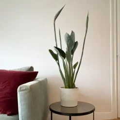 Plant in a Box Paradijsvogelbloem - Strelitzia reginae - met bloemen - Hoogte 70-100cm - Ø19cm Best