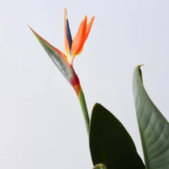 Plant in a Box Paradijsvogelbloem - Strelitzia reginae - met bloemen - Hoogte 70-100cm - Ø19cm Best