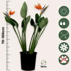 Plant in a Box Paradijsvogelbloem - Strelitzia reginae - met bloemen - Hoogte 70-100cm - Ø19cm Best