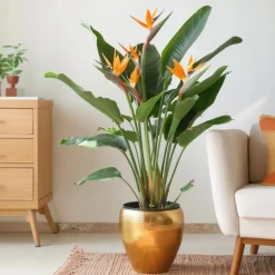 Plant in a Box Paradijsvogelbloem - Strelitzia reginae - met bloemen - Hoogte 70-100cm - Ø19cm Best