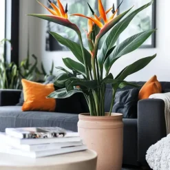 Plant in a Box Paradijsvogelbloem - Strelitzia reginae - met bloemen - Hoogte 70-100cm - Ø19cm Best