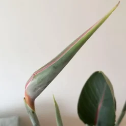 Plant in a Box Paradijsvogelbloem - Strelitzia reginae - met bloemen - Hoogte 70-100cm - Ø19cm Best