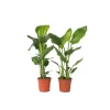 Plant in a Box Paradijsvogelplant - Set van 2 - Strelitzia nicolai - Hoogte 55-70cm - ⌀17cm Best