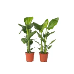 Plant in a Box Paradijsvogelplant - Set van 2 - Strelitzia nicolai - Hoogte 55-70cm - ⌀17cm Best