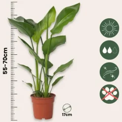 Plant in a Box Paradijsvogelplant - Set van 2 - Strelitzia nicolai - Hoogte 55-70cm - ⌀17cm Best