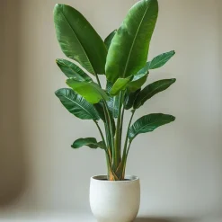 Plant in a Box Paradijsvogelplant - Set van 2 - Strelitzia nicolai - Hoogte 55-70cm - ⌀17cm Best