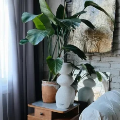 Plant in a Box Paradijsvogelplant - Set van 2 - Strelitzia nicolai - Hoogte 55-70cm - ⌀17cm Best