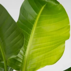 Plant in a Box Paradijsvogelplant - Set van 2 - Strelitzia nicolai - Hoogte 55-70cm - ⌀17cm Best