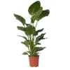 Plant in a Box Paradijsvogelplant - Strelitzia nicolai - Hoogte 150-170cm - ⌀28cm Online