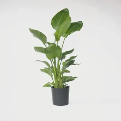 Plant in a Box Paradijsvogelplant - Strelitzia nicolai - Hoogte 150-170cm - ⌀28cm Online