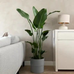 Plant in a Box Paradijsvogelplant - Strelitzia nicolai - Hoogte 150-170cm - ⌀28cm Online