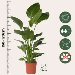 Plant in a Box Paradijsvogelplant - Strelitzia nicolai - Hoogte 150-170cm - ⌀28cm Online