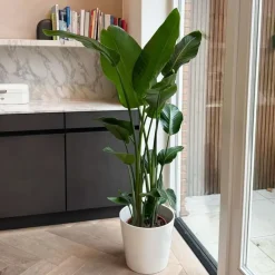 Plant in a Box Paradijsvogelplant - Strelitzia nicolai - Hoogte 150-170cm - ⌀28cm Online