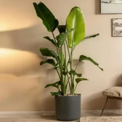 Plant in a Box Paradijsvogelplant - Strelitzia nicolai - Hoogte 150-170cm - ⌀28cm Online