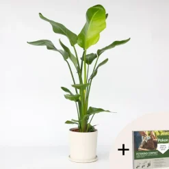 Plant in a Box Paradijsvogelplant - Strelitzia nicolai - Hoogte 90-110cm - ⌀21cm Best