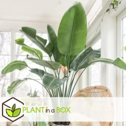 Plant in a Box Paradijsvogelplant met mand - Strelitzia nicolai - Hoogte 55-70cm - ⌀17cm