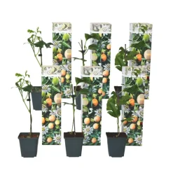 Plant in a Box Passiebloem - Set van 6 - Passiflora edulis 'Frederick' - Hoogte 25-40cm - ⌀9cm Hot