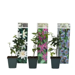 Plant in a Box Passiebloem - Set van 3 - Passiflora hybridum - Hoogte 25-40cm - ⌀9cm Sale