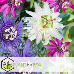 Plant in a Box Passiebloem - Set van 3 - Passiflora hybridum - Hoogte 25-40cm - ⌀9cm Sale