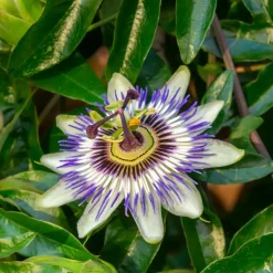 Plant in a Box Passiebloem - Set van 3 - Passiflora hybridum - Hoogte 25-40cm - ⌀9cm Sale