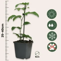 Plant in a Box Passiebloem - Set van 3 - Passiflora hybridum - Hoogte 25-40cm - ⌀9cm Sale