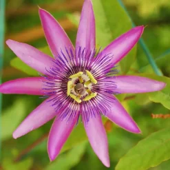 Plant in a Box Passiebloem - Set van 3 - Passiflora hybridum - Hoogte 25-40cm - ⌀9cm Sale