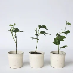 Plant in a Box Passiebloem - Set van 3 - Passiflora edulis 'Frederick' - Hoogte 25-40cm - ⌀9cm New