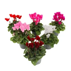 Plant in a Box Perzisch cyclaam - Set van 6 - Cyclamen persicum - Hoogte 10-20cm - ⌀9cm Hot