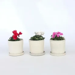 Plant in a Box Perzisch cyclaam - Set van 6 - Cyclamen persicum - Hoogte 10-20cm - ⌀9cm Hot