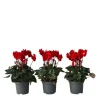Plant in a Box Perzisch cyclaam - Set van 6 - Cyclamen Winfall Scarlet - Hoogte 10-20cm - ⌀9cm Outlet