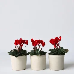 Plant in a Box Perzisch cyclaam - Set van 6 - Cyclamen Winfall Scarlet - Hoogte 10-20cm - ⌀9cm Outlet