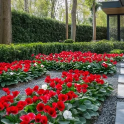 Plant in a Box Perzisch cyclaam - Set van 6 - Cyclamen Winfall Scarlet - Hoogte 10-20cm - ⌀9cm Outlet