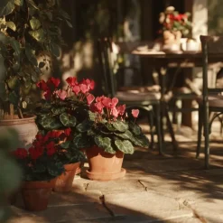 Plant in a Box Perzisch cyclaam - Set van 6 - Cyclamen Winfall Scarlet - Hoogte 10-20cm - ⌀9cm Outlet