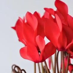 Plant in a Box Perzisch cyclaam - Set van 6 - Cyclamen Winfall Scarlet - Hoogte 10-20cm - ⌀9cm Outlet