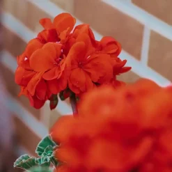 Plant in a Box Perzisch cyclaam - Set van 6 - Cyclamen Winfall Scarlet - Hoogte 10-20cm - ⌀9cm Outlet