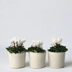 Plant in a Box Perzisch cyclaam - Set van 3 - Cyclamen 'Metis White' - Hoogte 10-20cm - ⌀9cm Online