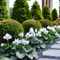 Plant in a Box Perzisch cyclaam - Set van 3 - Cyclamen 'Metis White' - Hoogte 10-20cm - ⌀9cm Online