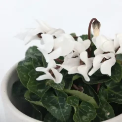 Plant in a Box Perzisch cyclaam - Set van 3 - Cyclamen 'Metis White' - Hoogte 10-20cm - ⌀9cm Online