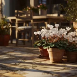 Plant in a Box Perzisch cyclaam - Set van 3 - Cyclamen 'Metis White' - Hoogte 10-20cm - ⌀9cm Online