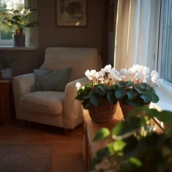 Plant in a Box Perzisch cyclaam - Set van 3 - Cyclamen 'Metis White' - Hoogte 10-20cm - ⌀9cm Online